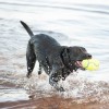 Brinquedo Kong AirDog squeaker Bola de Football c/ som - tamanho M (ASFB2E)