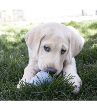 Kong Snacks/Bolachas p/rechear Brinquedos PUPPY - Frango - Large (XY1E)