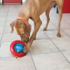Brinquedo Kong Dispensador Guloseimas Gyro - L (18,5 cm)
