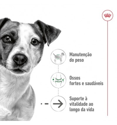 Royal Canin Mini Ageing 12+, Cão, Seco, Sénior, Alimento/Ração
