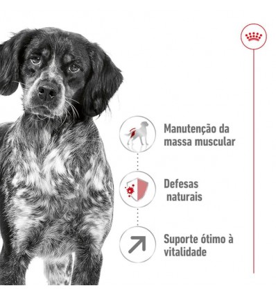 Royal Canin Medium, Cão, Seco, Adulto 7+, Alimento/Ração