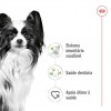 Royal Canin X-small Adult, Cão, Seco, Adulto, Alimento/Ração