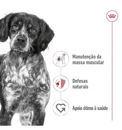 Royal Canin Medium Adult, Cão, Húmidos em lata, Adulto, Alimento