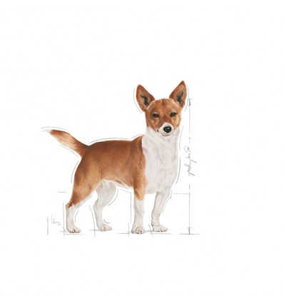 Royal Canin Mini Puppy, Cão, Húmidos, Cachorro, Alimento