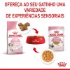 Royal Canin Kitten (Jelly), Gatinhos, Húmidos Alimento