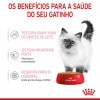 Royal Canin Kitten (Jelly), Gatinhos, Húmidos Alimento