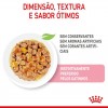 Royal Canin Kitten (Jelly), Gatinhos, Húmidos Alimento