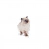 Royal Canin Kitten (Gravy), Gatinhos, Húmidos Alimento
