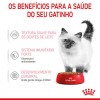 Royal Canin Kitten (Gravy), Gatinhos, Húmidos Alimento