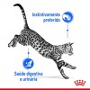 Royal Canin Gatos Sterilised (Gravy), Gatos, Húmidos, Adulto, Alimento