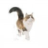Royal Canin Gatos Sterilised (Gravy), Gatos, Húmidos, Adulto, Alimento