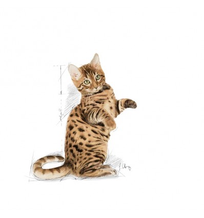 Royal Canin Gatos Sterilised (Jelly), Gatos, Húmidos, Adulto, Alimento