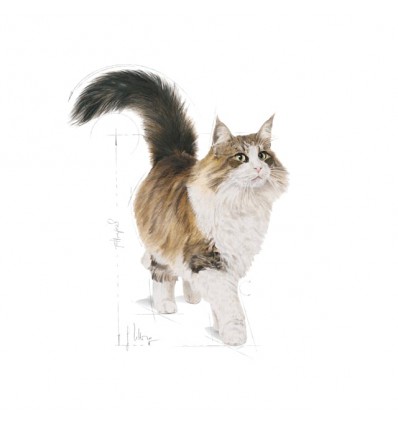 Royal Canin Sterilised (Loaf), Gatos, Húmidos, Adulto, Alimento