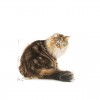 Royal Canin Gatos Ageing +12 Húmidos Saquetas 85g x 12uni.
