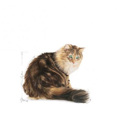 Royal Canin Gatos Ageing +12 Húmidos Saquetas 85g x 6 uni.
