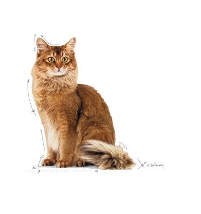 Royal Canin Ultra Light (Jelly), Gatos, Húmidos, Adulto, Alimento