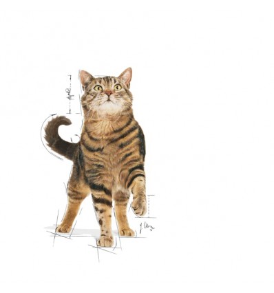 Royal Canin Appetite Control , Gatos, Húmidos, Adulto, Alimento/Ração