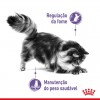 Royal Canin Appetite Control , Gatos, Húmidos, Adulto, Alimento/Ração