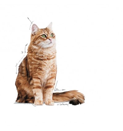 Royal Canin Gatos Digestive Sensitive Húmidos Saquetas 85g x 12uni.