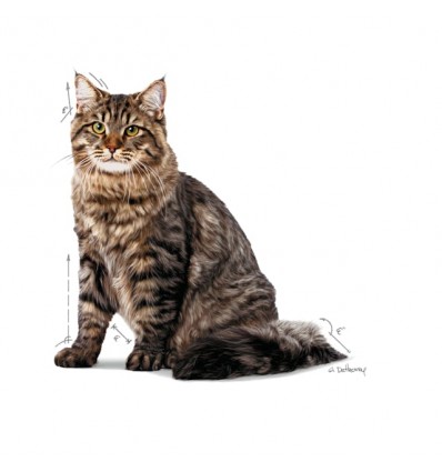 Royal Canin Urinary Care (Gravy), Gatos, Húmidos, Adulto, Alimento