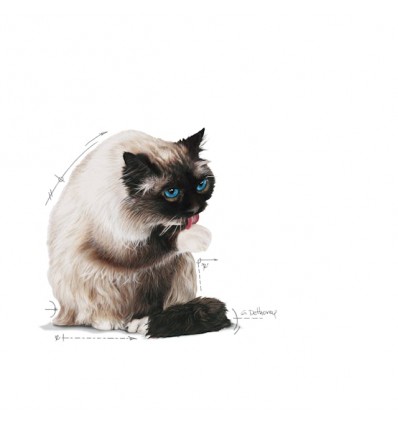 Royal Canin Hairball Care (Jelly), Gatos, Húmidos, Adulto, Alimento