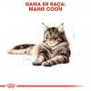 Royal Canin Maine Coon (Loaf), Gatos, Húmidos, Alimento