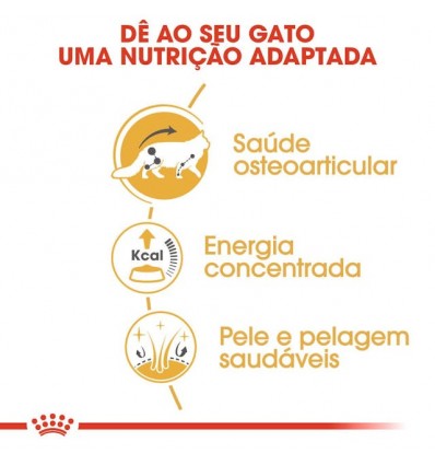 Royal Canin Maine Coon (Loaf), Gatos, Húmidos, Alimento