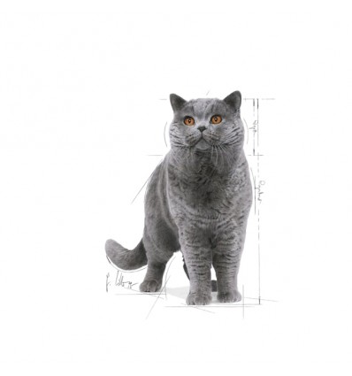 Royal Canin British Shorthair (Loaf), Gatos, Húmidos, Alimento