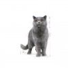 Royal Canin British Shorthair (Loaf), Gatos, Húmidos, Alimento