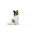 Royal Canin X-small Puppy, Cão, Húmidos, Cachorro, Alimento