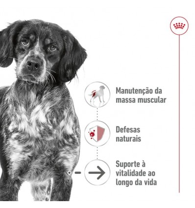 Royal Canin Medium Ageing 10+, Cão, Húmidos, Adulto, Alimento