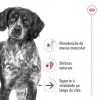 Royal Canin Medium Ageing 10+, Cão, Húmidos, Adulto, Alimento