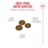 Royal Canin Fussy Exigent, Gato, Seco, Adulto, Alimento/Ração