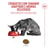 Royal Canin Fussy Exigent, Gato, Seco, Adulto, Alimento/Ração