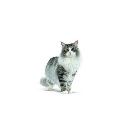 Royal Canin Bosques da Noruega 2kg