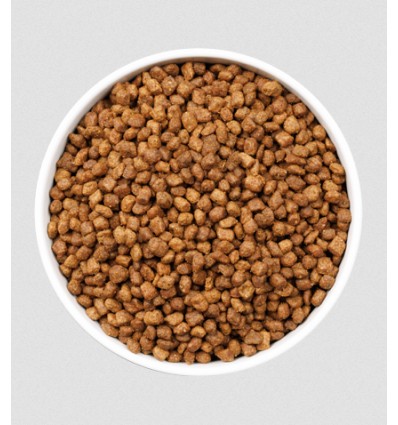 Ownat Gato ULTRA Kitten