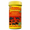 Tropical Gammarus