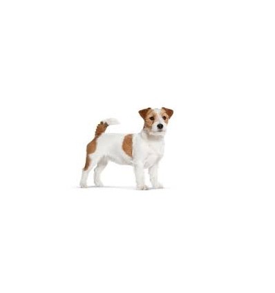 Royal Canin Jack Russell Terrier Adult , Cão, Seco, Adulto, Alimento/Ração