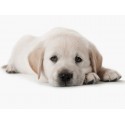 Puppies/Cachorro