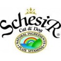 Schesir